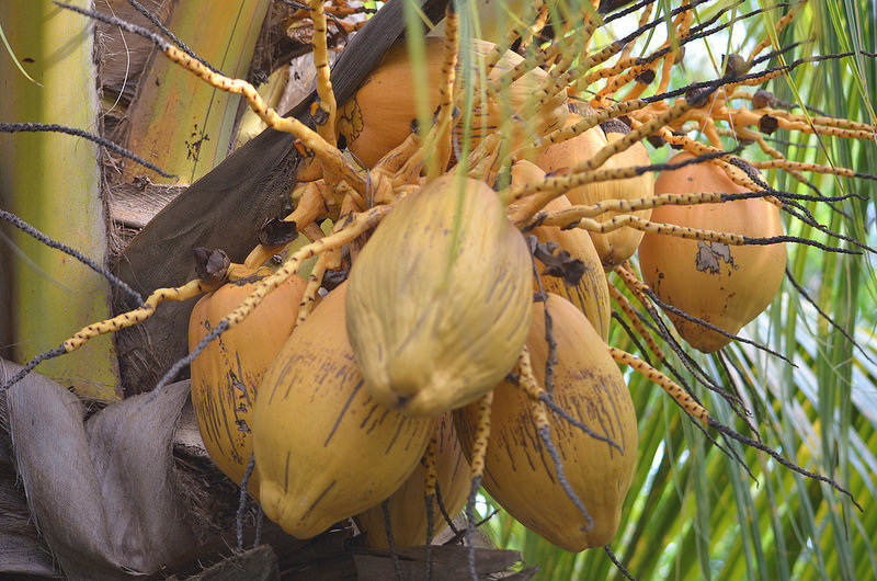 African Coconut
