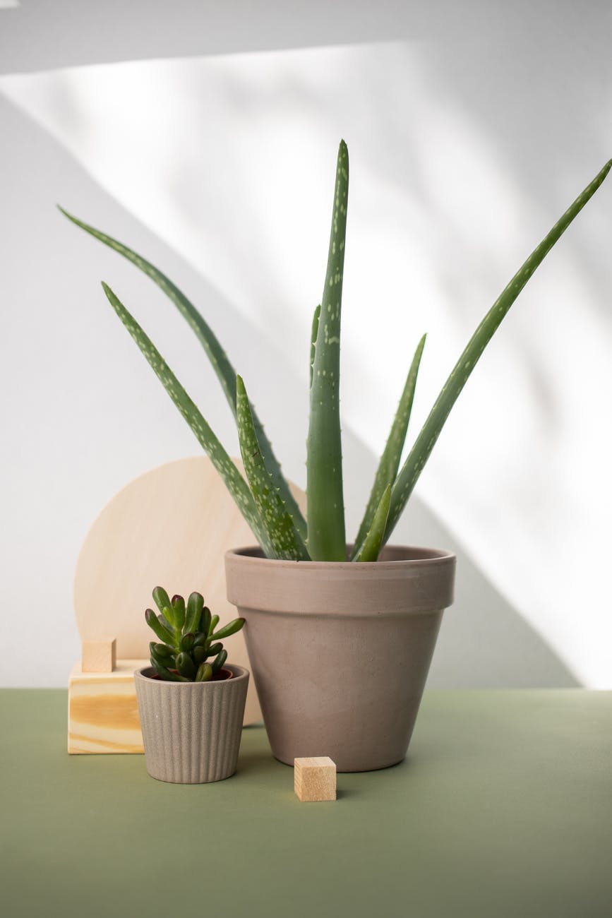 green snake plant on brown clay pot