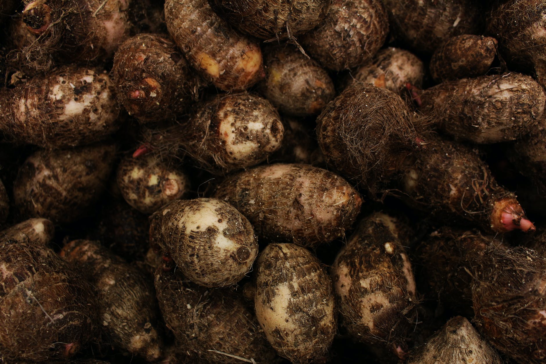 close up shot of yams